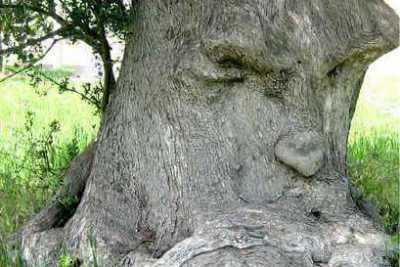 "L'ulivo pensante": �Nessun fotoritocco, quell'albero esiste e va protetto�
